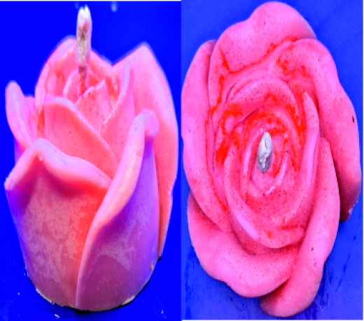Rosenblüte Rosenblüte