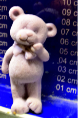 schmunzelnder Bär