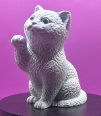 Britisch-Kurzhaar-Katze